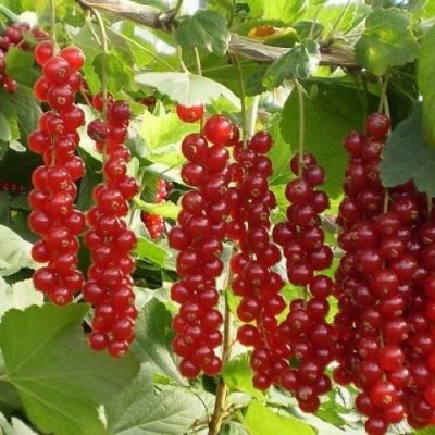 Rybíz červený, Ribes rubrum Rovada, velikost kontejneru 1.6 l – Hledejceny.cz