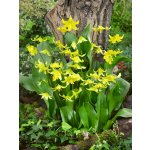 Kandík 'Pagoda' 3 ks – Zboží Dáma