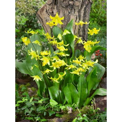 Kandík 'Pagoda' 3 ks – Zboží Dáma