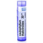 CAULOPHYLLUM THALICTROIDES POR 30CH GRA 1X4G – Hledejceny.cz