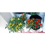 Cocomark GROWBAG Substrát pro chilli papričky CHILLI MIX 20 l – Zboží Dáma