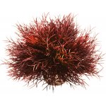 BiOrb Sea lilies karmínová 11 cm – Hledejceny.cz