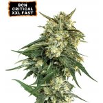 Seedstockers BCN Critical XXL Fast Version semena neobsahují THC 1 ks – Sleviste.cz