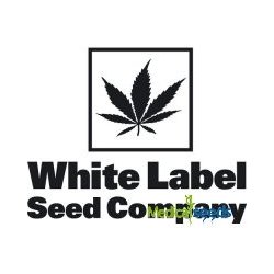 White Label Purple Bud Automatic semena neobsahují THC 3 ks