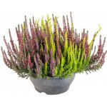 Vřes obecný High Five, Calluna vulgaris, miska, průměr květináče 23 cm – Zbozi.Blesk.cz