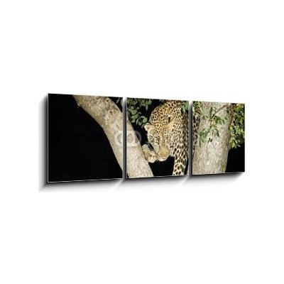 Obraz 3D třídílný - 150 x 50 cm - leopard leopard panther Jižní Afrika