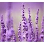 AK AV 8 Levandule 3x 20 g – Zboží Dáma