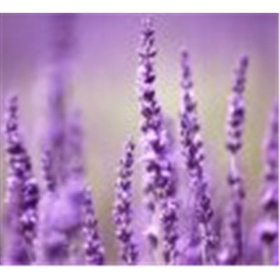 AK AV 8 Levandule 3x 20 g – Zboží Dáma