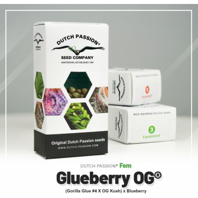 Dutch Passion Glueberry O.G semena neobsahují THC 1 ks