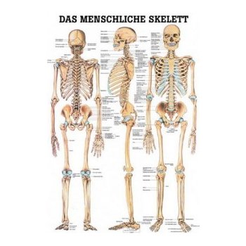 Rüdiger-Anatomie Naučný plakát Lidská kostra