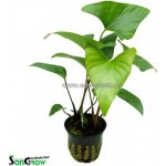 Anubias gracilis – Zboží Dáma
