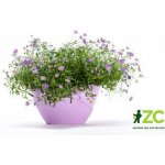 Plastia květináč samozavlažovací Doppio fialová 14 cm – Sleviste.cz