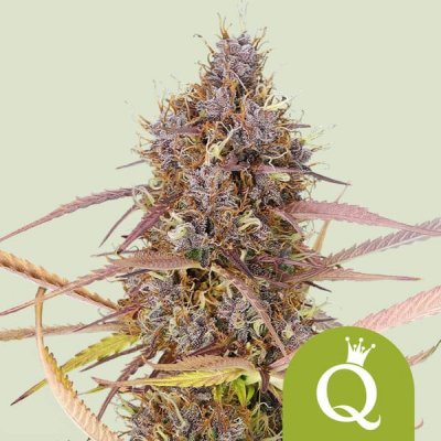 Royal Queen Seeds Purple Queen AUTO semena neobsahuji THC 5 ks – Hledejceny.cz
