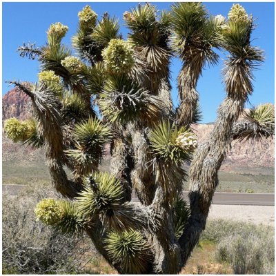 Juka krátkolistá - Yucca brevifolia - prodej semen - 6 ks