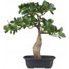 Květina Umělý Bonsai ficus, 35cm