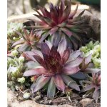Netřesk Skalní růže směs Sempervivum hybridum prodej semen 30 ks – Hledejceny.cz