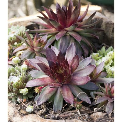 Netřesk Skalní růže směs Sempervivum hybridum prodej semen 30 ks – Hledejceny.cz