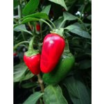 Jalapeno Early – Sleviste.cz