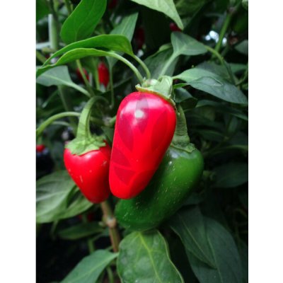 Jalapeno Early – Sleviste.cz