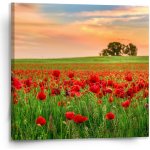 Sablio Obraz Pole vlčích máků 2 - 110x110 cm – Hledejceny.cz