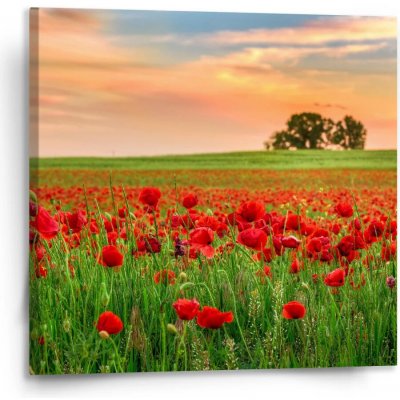 Sablio Obraz Pole vlčích máků 2 - 110x110 cm – Hledejceny.cz