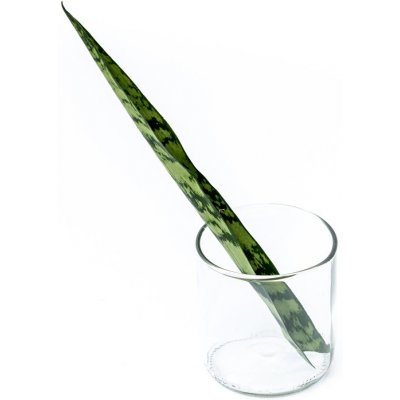 Gardners Sansevieria zeylanica - řízek k zakořenění Sanseveria, Tchýnin jazyk, Tenura – Hledejceny.cz