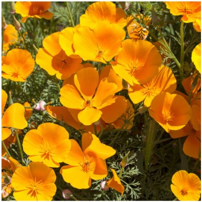 Sluncovka kalifornská oranžová - Eschscholzia californica - semena sluncovky - 200 ks – Zbozi.Blesk.cz