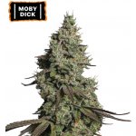 Seedstockers Moby Dick AUTO semena neobsahují THC 3 ks – Zboží Mobilmania