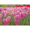 Tapety WEBLUX Fototapeta papír - 22107035 tulipán flowerbed bortit se rozměry 184 x 128 cm