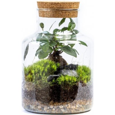 Gardners Skleněná dóza Helenium s korkovým špuntem, 14x20 cm - osázené Ficus Microcarpa Ginseng – Hledejceny.cz
