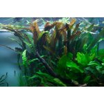 Cryptocoryne usteriana - Kryptokoryna kalatkolistá – Zboží Dáma