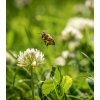 Osivo a semínko Vytrvalé květy pro včely - Planta Naturalis - luční směs - 10 g