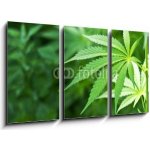 Obraz 3D třídílný - 90 x 50 cm - Young cannabis plant marijuana plant detail Mladá rostlina konopí marihuany detail rostliny