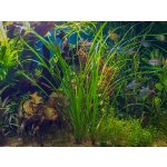 Cyperus helferi - Šáchor Helferův – Zboží Dáma