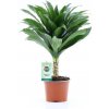 Květina Dracaena Janet Craig