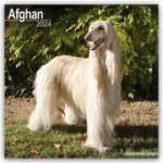 Afghan Square Dog Breed Wall 16 Month 2024 – Hledejceny.cz