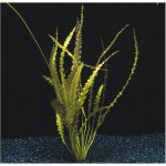 Aponogeton crispus - Kalatka kadeřavá – Zboží Dáma