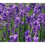 Lavandula angustifolia ‘Blue Scent® Mini’ Velikost hrnku: 10,5cm – Zboží Dáma