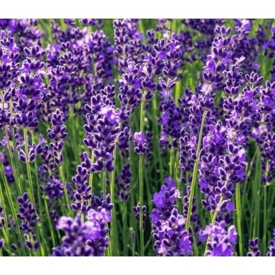Lavandula angustifolia ‘Blue Scent® Mini’ Velikost hrnku: 10,5cm – Zboží Dáma