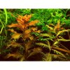 Akvarijní rostlina I--Z Proserpinaca palustris - Trojluška bahenní