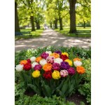 Mix plnokvětých tulipánů 50 ks Velikost hlíz: 10/11 – Zboží Dáma