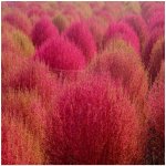 Bytel metlatý - Kochia trichophylla - prodej semen - 100 ks – Zboží Dáma Bytel metlatý - Kochia trichophylla - prodej semen - 100 ks – Zboží Dáma