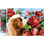Norimpex Diamantové malování Kavalír king Charles španěl 30 x 40 cm – Zboží Mobilmania