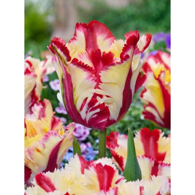 Tulipán 'Flaming parrot' 5 ks – Zboží Dáma