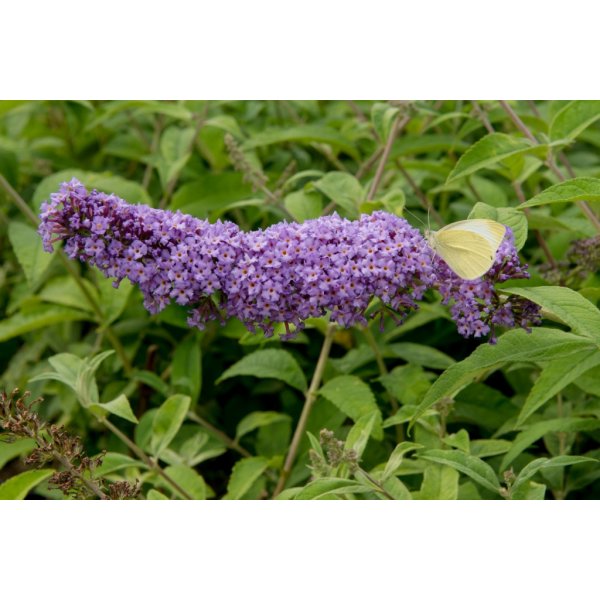 Květina Motýlí keř, komule davidova 'Orchid Beauty' - Buddleia davidii Orchid Beauty