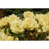 Osivo a semínko Rhododendron, Pěnišník Golden Wonder, žlutý