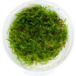 Vesicularia montagnei – Sleviste.cz