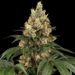 Sensi Seeds Chocolate Rainbow XXL semena neobsahují THC 3 ks – Zbozi.Blesk.cz