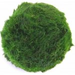 Aegagropila linnaei – Sleviste.cz