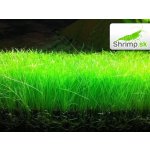 Eleocharis parvula – Sleviste.cz